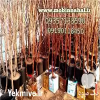 فروش قیمت نهال خرمالو ژاپنی در کرج در گروه خرید و فروش نهال خرمالو در یکمیوه