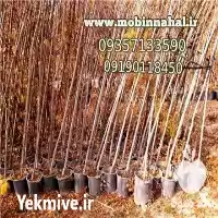 فروش درخت زبان گنجشک در کرج در گروه خرید و فروش نهال در یکمیوه