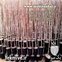 قیمت خرید درخت خرمالو محلی در کرج در گروه خرید و فروش نهال خرمالو در یکمیوه