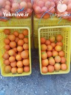 پرتقال تامسون در آمل در گروه خرید و فروش پرتقال در یکمیوه