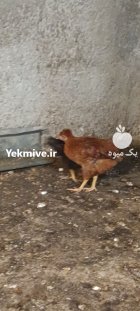نیمچه در رستمکلا در گروه مرغ و خروس و بوقلمون و اردک قو قاز در یکمیوه