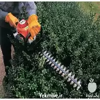 قیمت خرید شمشاد زن در کرج در گروه خرید و فروش شمشاد زن در یکمیوه