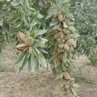 نهال بادام خوشه ای آذر شکوفه کاشت در ایمانشهر در گروه خرید و فروش نهال در یکمیوه