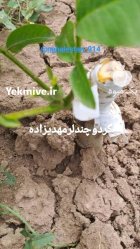 راهنمای کاشت نهال گردو خوشه ای در زرین رود در گروه خرید و فروش نهال گردو در یکمیوه