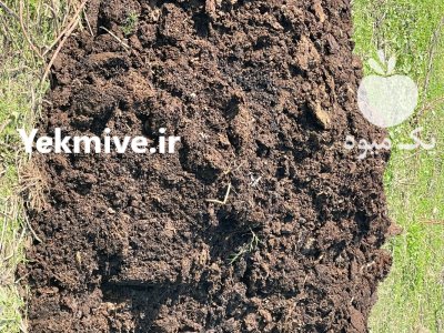 فروش كود گوسفندی در نور در گروه خرید و فروش کود گوسفندی در یکمیوه -عکس1