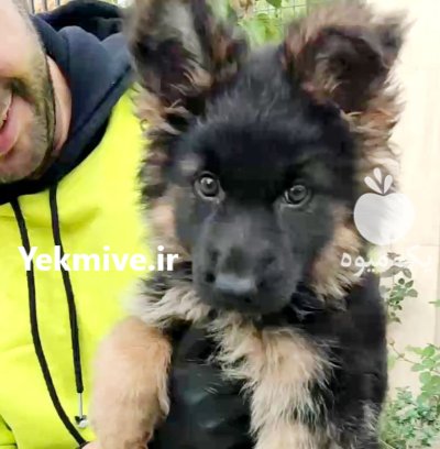 فروش توله سگ ژرمن شپرد در تجریش در گروه سگ و گربه در یکمیوه -عکس1