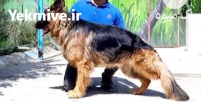 فروش سگ ژرمن شپرد اصیل در گروه سگ و گربه در یکمیوه -عکس1