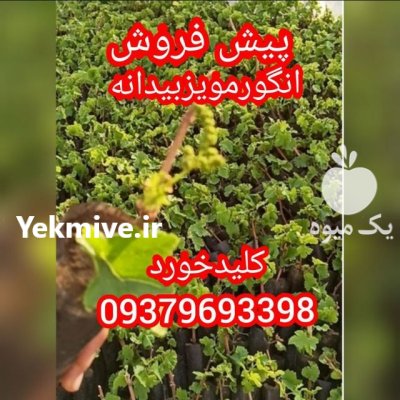 ریشه نهال گردو چندلر پیوندی در کرمانشاه در گروه خرید و فروش نهال گردو در یکمیوه -عکس4