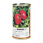 بذر گوجه فرنگی مارول در تهران در گروه خرید و فروش بذر گوجه در یکمیوه