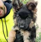 فروش توله سگ ژرمن شپرد در تجریش در گروه سگ و گربه در یکمیوه