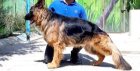 فروش سگ ژرمن شپرد اصیل در گروه سگ و گربه در یکمیوه