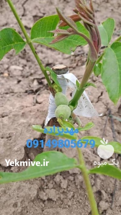 هرس نهال کاشت گردو چندلر با ژنوتیپ در اردبیل در گروه خرید و فروش نهال گردو در یکمیوه -عکس1