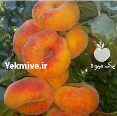 زردآلو دیرگل کاشت نهال گیلاس آلبالو در گروه خرید و فروش نهال میوه در یکمیوه -عکس2