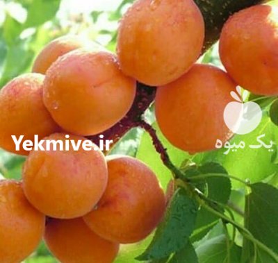 گیلاس تکدانه با زردآلو عسگرآبادی کاشت نهال در اشنویه در گروه خرید و فروش نهال میوه در یکمیوه -عکس4