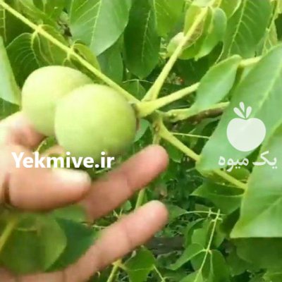 احداث باغ گردو چندلر پیوندی با گردو خوشه ای در مراغه در گروه خرید و فروش نهالستان در یکمیوه -عکس4