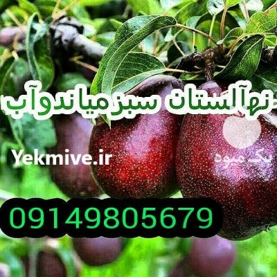 چال کود کاشت نهال در باغ درخت در گلستان بهارستان در گروه خرید و فروش نهال در یکمیوه -عکس3