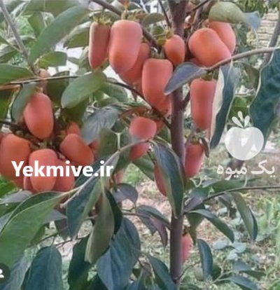 کاشت هرس نهال زردآلو با هلو در مشهد در گروه خرید و فروش نهال در یکمیوه -عکس2