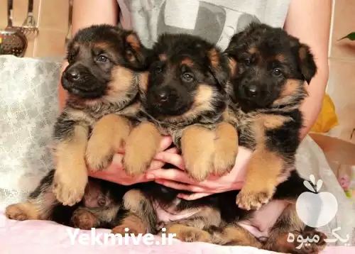 فروش بهترین سگ نگهبان دردنیا در تهران در گروه سگ و گربه در یکمیوه -عکس1