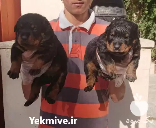 فروش سگ نگهبان سگ روت ایلر در کرج در گروه سگ و گربه در یکمیوه -عکس1