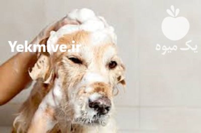 خرید شامپولوسیو ن سگ گربه در کرج در گروه سگ و گربه در یکمیوه -عکس1