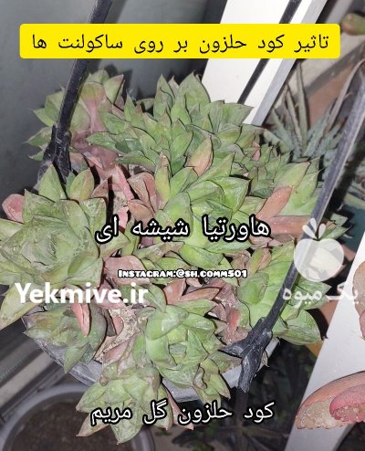 برای اولین بار در دنیا فروش کود حلزون در گروه خرید و فروش کود حیوانی در یکمیوه -عکس3