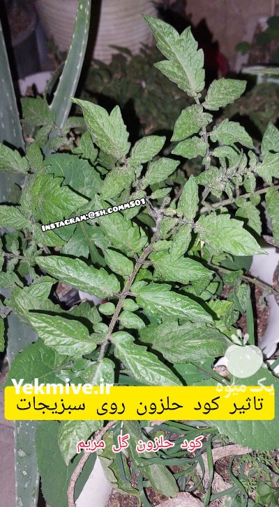 برای اولین بار در دنیا فروش کود حلزون در گروه خرید و فروش کود حیوانی در یکمیوه -عکس4