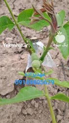 هرس نهال کاشت گردو چندلر با ژنوتیپ در اردبیل در گروه خرید و فروش نهال گردو در یکمیوه