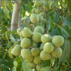 هرس نهال کاشت گردو چندلر با ژنوتیپ در اردبیل