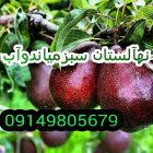 شرایط کاشت نهال آموزش هرس درختان