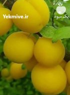 پرورش نهال کاشت زردآلو با پرتغال در بیرجند
