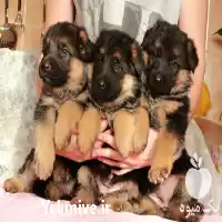 فروش بهترین سگ نگهبان دردنیا در تهران در گروه سگ و گربه در یکمیوه