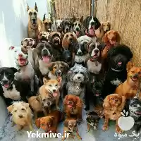 فروش ژرمن شپرد رک لاین سگ در گروه سگ و گربه در یکمیوه