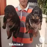 فروش سگ نگهبان سگ روت ایلر در کرج در گروه سگ و گربه در یکمیوه