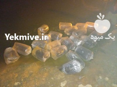 فروش انواع بچه ماهی ارسال تمام در قزوین در گروه خرید و فروش بچه ماهی در یکمیوه -عکس1