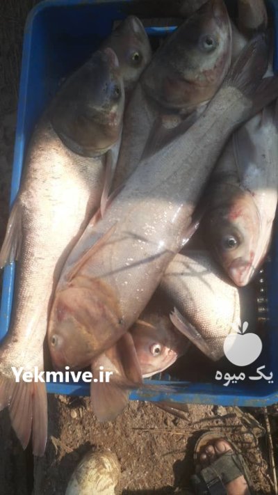 فروش انواع بچه ماهی ارسال تمام در قزوین در گروه خرید و فروش بچه ماهی در یکمیوه -عکس2