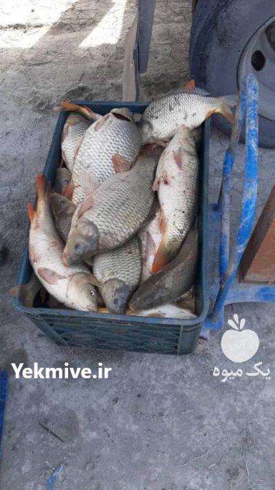 فروش انواع بچه ماهی ارسال تمام در مشهد در گروه خرید و فروش بچه ماهی در یکمیوه -عکس1