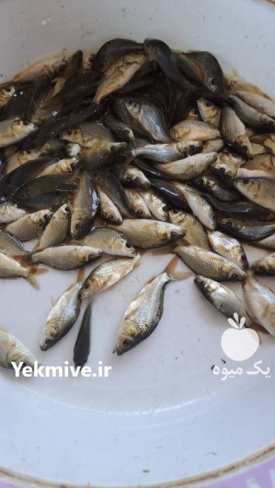 فروش بهترین بچه ماهی ارسال تمام در نظرآباد در گروه خرید و فروش بچه ماهی در یکمیوه -عکس2