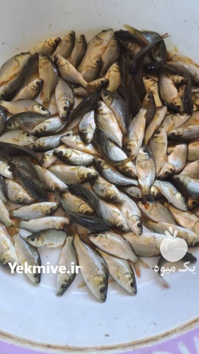 فروش بهترین بچه ماهی ارسال تمام در نظرآباد در گروه خرید و فروش بچه ماهی در یکمیوه -عکس1