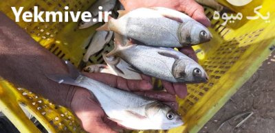 فروش بچه ماهی کپور آمور فیتوفاگ در اصفهان در گروه خرید و فروش بچه ماهی در یکمیوه -عکس1