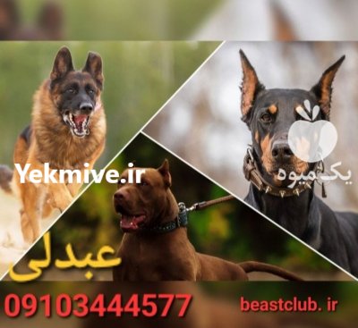 پرورش فروش انواع نژاد سگ در کرج در گروه سگ و گربه در یکمیوه -عکس1