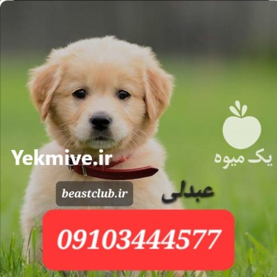 فروش انواع سگ گلدن رتریور در گروه سگ و گربه در یکمیوه -عکس1