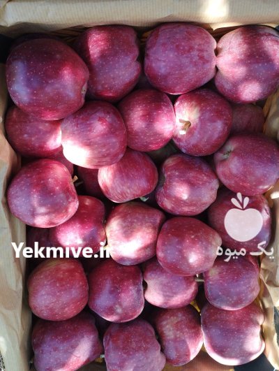 سیب درختی زرد و قرمز در شیراز در گروه خرید و فروش سیب در یکمیوه -عکس2