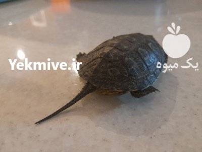 لاک پشت خانگی لاک پشت در گروه حیوانات خانگی در یکمیوه -عکس1
