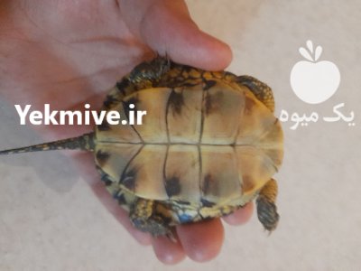 لاک پشت خانگی لاک پشت در گروه حیوانات خانگی در یکمیوه -عکس2