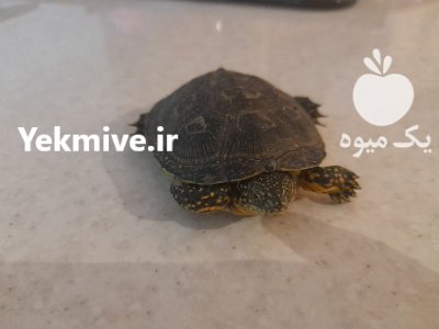 لاک پشت خانگی لاک پشت در گروه حیوانات خانگی در یکمیوه -عکس3