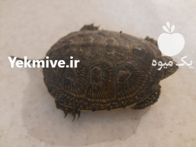 لاک پشت خانگی لاک پشت در گروه حیوانات خانگی در یکمیوه -عکس4