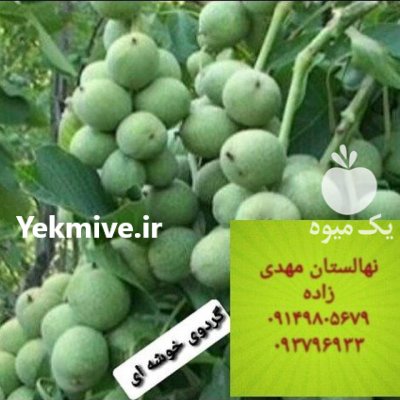 آموزش کاشت نهال گردو ژنوتیپ با خوشه در گروه دوره آموزش کشاورزی در یکمیوه -عکس2