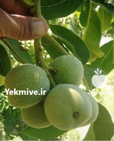 آموزش کاشت نهال گردو ژنوتیپ با خوشه در گروه دوره آموزش کشاورزی در یکمیوه -عکس3