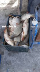 فروش انواع بچه ماهی ارسال تمام در مشهد در گروه خرید و فروش بچه ماهی در یکمیوه