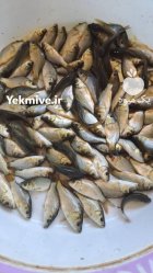 فروش بهترین بچه ماهی ارسال تمام در نظرآباد در گروه خرید و فروش بچه ماهی در یکمیوه